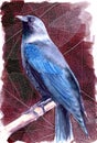 Watercolor illustration of a beautiful western jackdaw