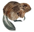 Watercolor illustration of a beaver in white background.