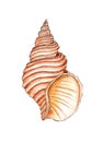 Watercolor illustration of a beige textured seashell, ribbed. Royalty Free Stock Photo