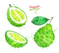 Watercolor illustration of bergamot fruit