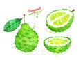 Watercolor illustration of bergamot fruit Royalty Free Stock Photo