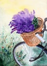 Watercolor illustration of a bicycle with a wicker basket of purple lavender