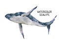 Watercolor illustration of a big blue whale. Hand drawn realistic underwater animal art Royalty Free Stock Photo
