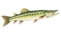 watercolor illustration of a big freshwater pike on a white background Generative AI