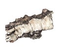 Watercolor illustration of birch bark isolated on white background. Royalty Free Stock Photo