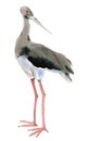 Watercolor illustration of a bird black stork