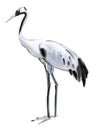 Watercolor illustration of a bird crane