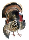 Watercolor illustration of a bird gobbler