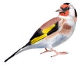 Watercolor illustration of a bird goldfinch