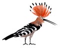 Watercolor illustration of a bird hoopoe