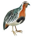 Watercolor illustration of a bird partridge in white background.