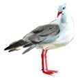 Watercolor illustration of a bird Seagull in white background.