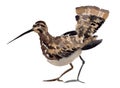 Watercolor illustration of a bird snipe weevil