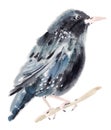 Watercolor illustration of a bird Starling