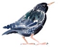 Watercolor illustration of a bird Starling