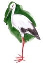 Watercolor illustration of a bird stork