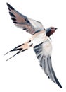 Watercolor illustration of bird swallow