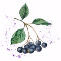 Watercolor illustration. black blue berries. isolated on a white background. black-fruited ash with splashes of juice.