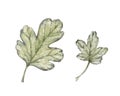 Watercolor illustration of black currant leaves isolated on white background.