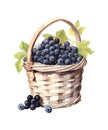 Watercolor illustration of black currants in wicker basket.