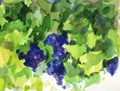 Watercolor illustration of black grape