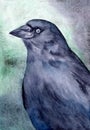 Watercolor illustration of a black jackdaw bird