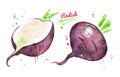 Watercolor illustration of black radish