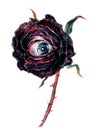 Watercolor Illustration Of Black Rose Flower