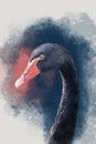 Watercolor illustration of a black swan on a white background. Bird illustration Royalty Free Stock Photo