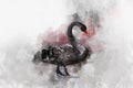 Watercolor illustration of a black swan on a white background. Swan. Watercolor bird Royalty Free Stock Photo