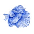 Watercolor illustration of a blue exotic fish. Hand drawn beautiful betta aquarium fish. Isolated on white background Royalty Free Stock Photo