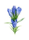 Watercolor illustration of blue gentiana flower. Hand drawn botanical summer blossom isolated on white background.