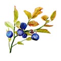 Watercolor illustration of blue huckleberry branch with leaves for healthy life on white isolated background Royalty Free Stock Photo