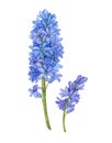 Watercolor illustration - blue hyacinth flowers. Spring bright flowers.