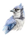 Watercolor illustration of a blue jay bird. Hand painted wild Cyanocitta cristata. Isolated on white background Royalty Free Stock Photo