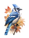 Watercolor illustration of a blue jay bird. Royalty Free Stock Photo