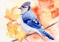 Watercolor illustration of a blue jay on a branch Royalty Free Stock Photo