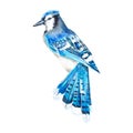 Watercolor illustration of a blue jay isolated on a white background. Beautiful blue realistic bird. Hand-drawn, in watercolor. Royalty Free Stock Photo