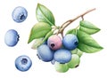 Watercolor illustration of the blueberry branch