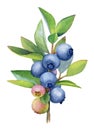 Watercolor illustration of the blueberry branch