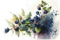 Watercolor illustration of blueberry branch with leaves and berries on white background Royalty Free Stock Photo