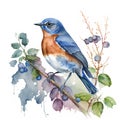 Watercolor illustration of a bluebird on a branch with berries.