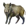 Watercolor illustration. Boar image. Forest wild boar