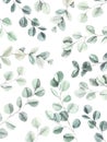 Watercolor illustration. Botanical poster with eucalyptus leaves