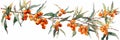 watercolor illustration of a botanical seabuckthorn plant with clearly defined lines
