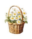 Watercolor illustration of a bouquet of chamomiles in wicker basket. Royalty Free Stock Photo