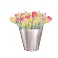 Watercolor illustration of a bouquet of colorful tulips in a metal bucket.Hand drawn tulip bouquet.