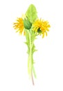 Watercolor illustration of a bouquet of dandelions on an isolated white background, spring and summer wild flowers Royalty Free Stock Photo