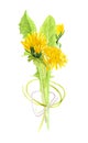 Watercolor illustration of a bouquet of dandelions on an isolated white background, spring and summer wild flowers