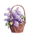 Watercolor illustration of a bouquet of lilac flowers in wicker basket.